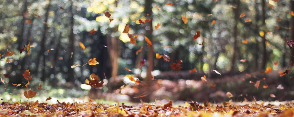Fallende Herbstblätter in einem sonnigen Wald