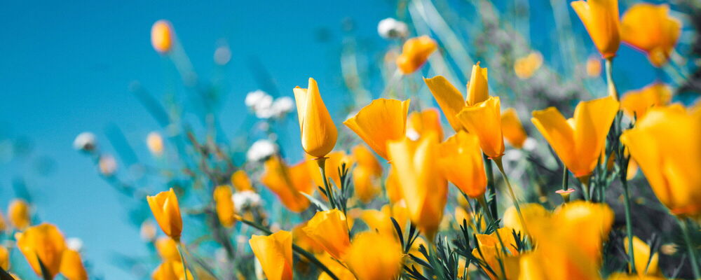Leuchtend orange Blüten in einem sonnigen Garten